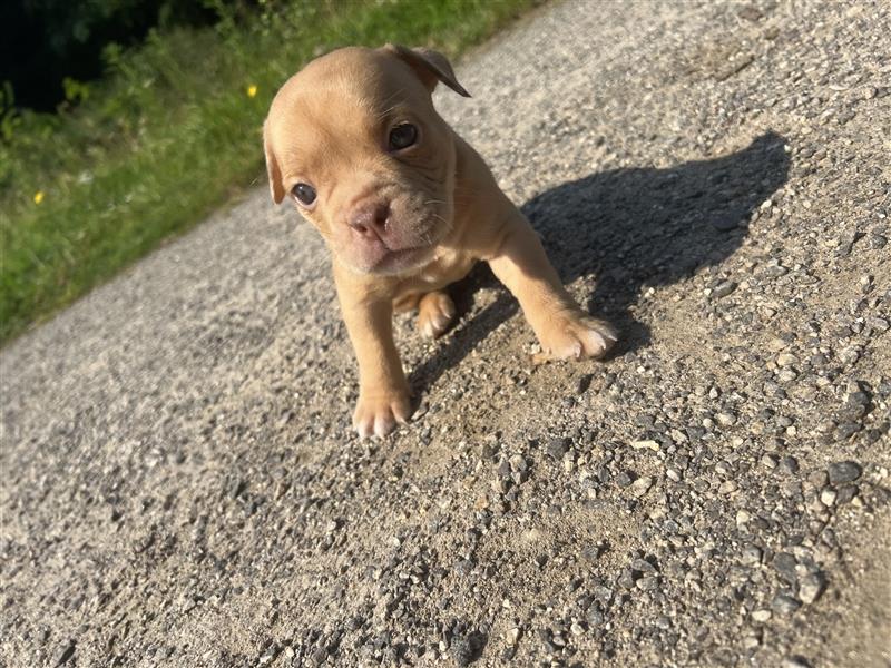 Old English Bulldog