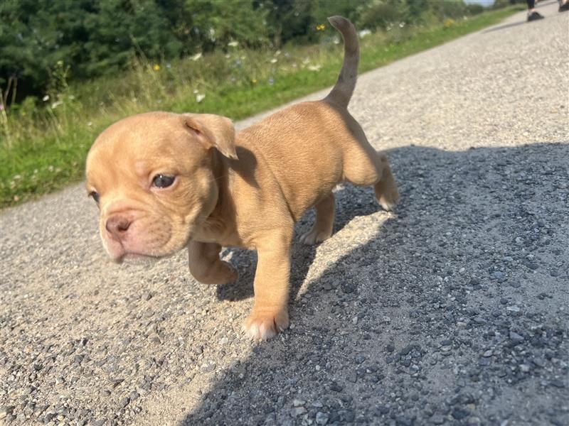 Old English Bulldog