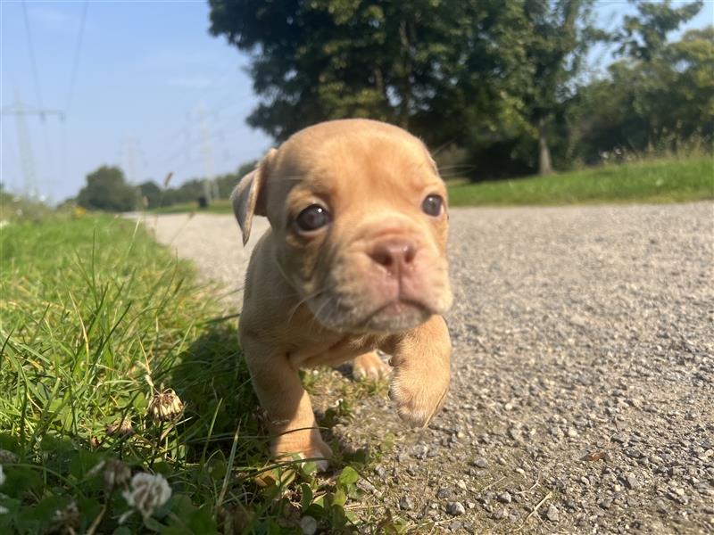 Old English Bulldog