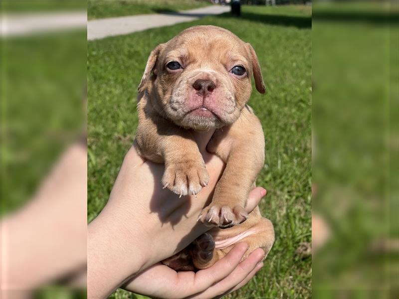 Old English Bulldog