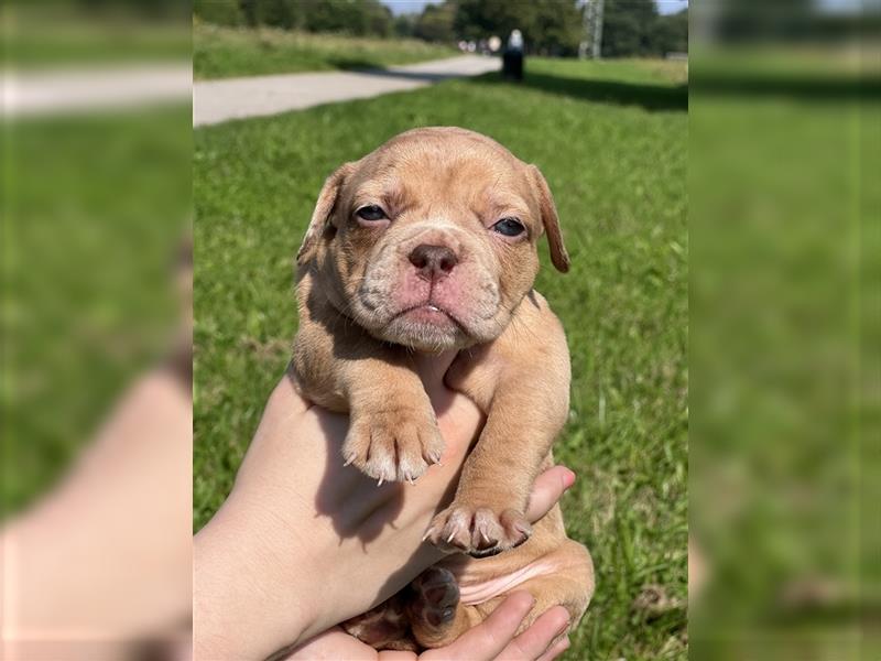 Old English Bulldog