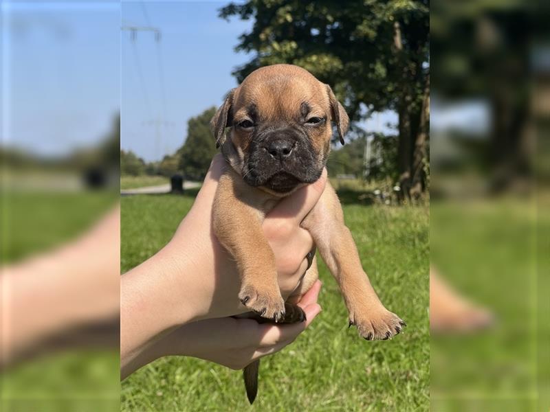 Old english Bulldog