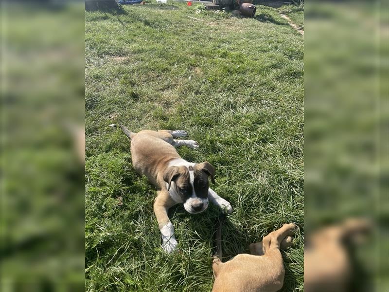 OEB Old Englisch Bulldog und Dobermann Mix Welpe Hündin