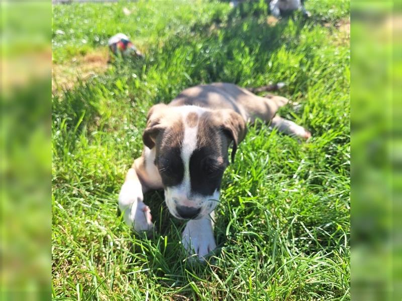 OEB Old Englisch Bulldog und Dobermann Mix Welpe Hündin