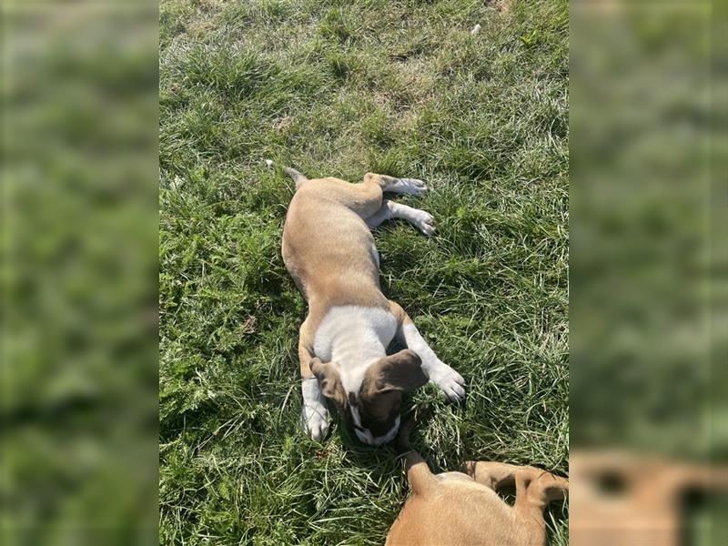 OEB Old Englisch Bulldog und Dobermann Mix Welpe Hündin