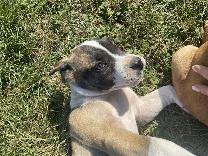 OEB Old Englisch Bulldog und Dobermann Mix Welpe Hündin