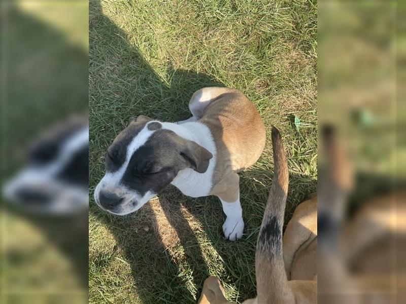 OEB Old Englisch Bulldog und Dobermann Mix Welpe Hündin