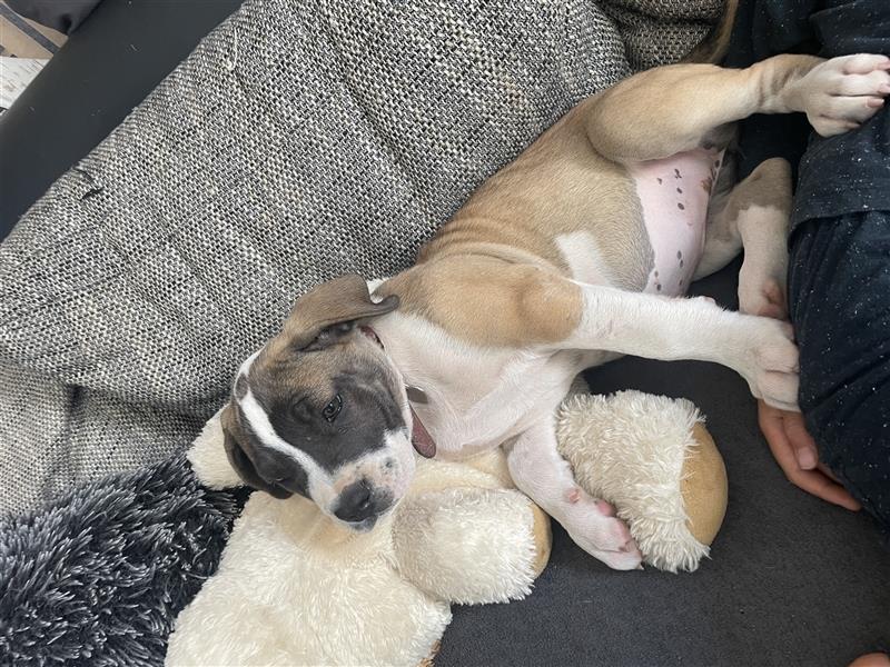 OEB Old Englisch Bulldog und Dobermann Mix Welpe Hündin