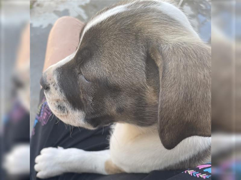 OEB Old Englisch Bulldog und Dobermann Mix Welpe Hündin