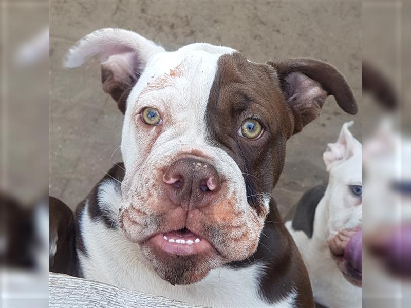 OEB Welpen / Junghunde bei  of Mystery Bulldogs