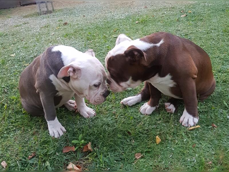 OEB Welpen / Junghunde bei  of Mystery Bulldogs