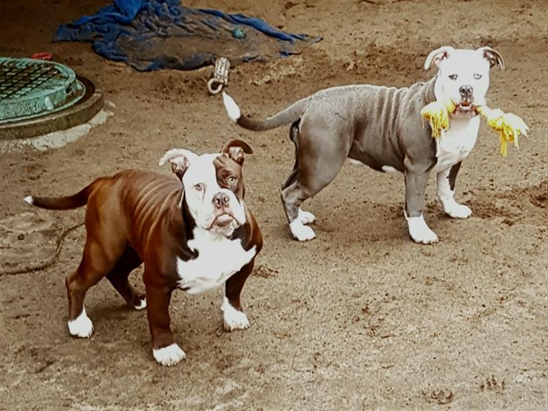 OEB Welpen / Junghunde bei  of Mystery Bulldogs