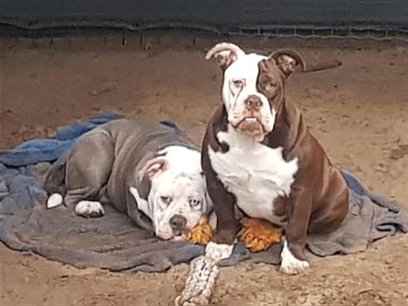 OEB Welpen / Junghunde bei  of Mystery Bulldogs