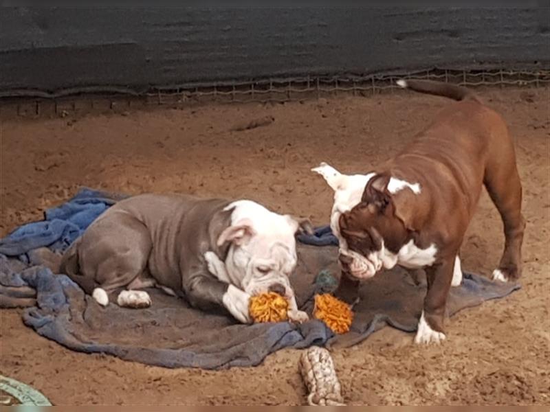 OEB Welpen / Junghunde bei  of Mystery Bulldogs