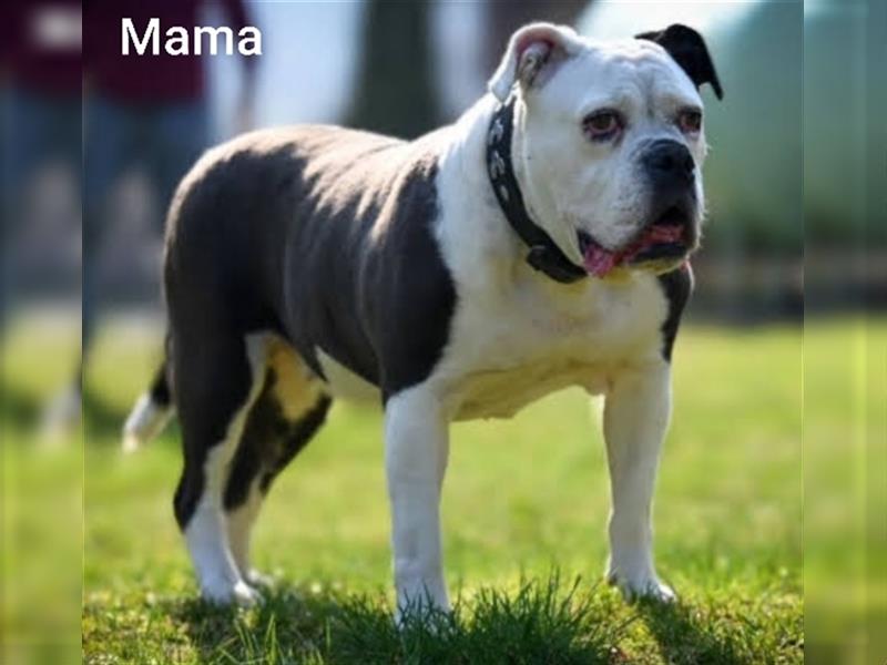 OEB Welpen / Junghunde bei  of Mystery Bulldogs