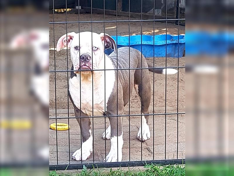 OEB Welpen / Junghunde bei  of Mystery Bulldogs