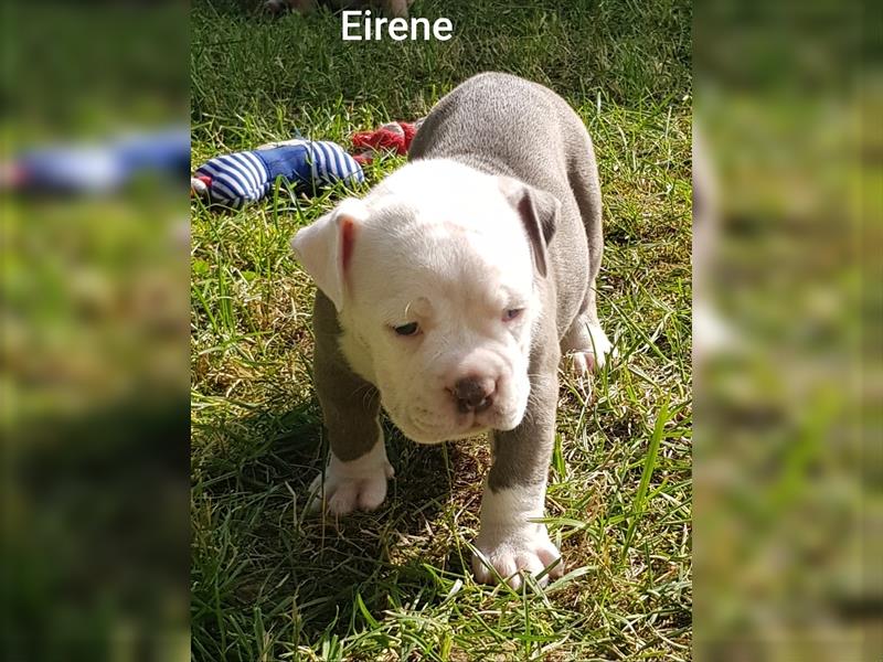 of Mystery Bulldogs" EIRENE "