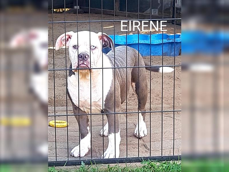 of Mystery Bulldogs" EIRENE "