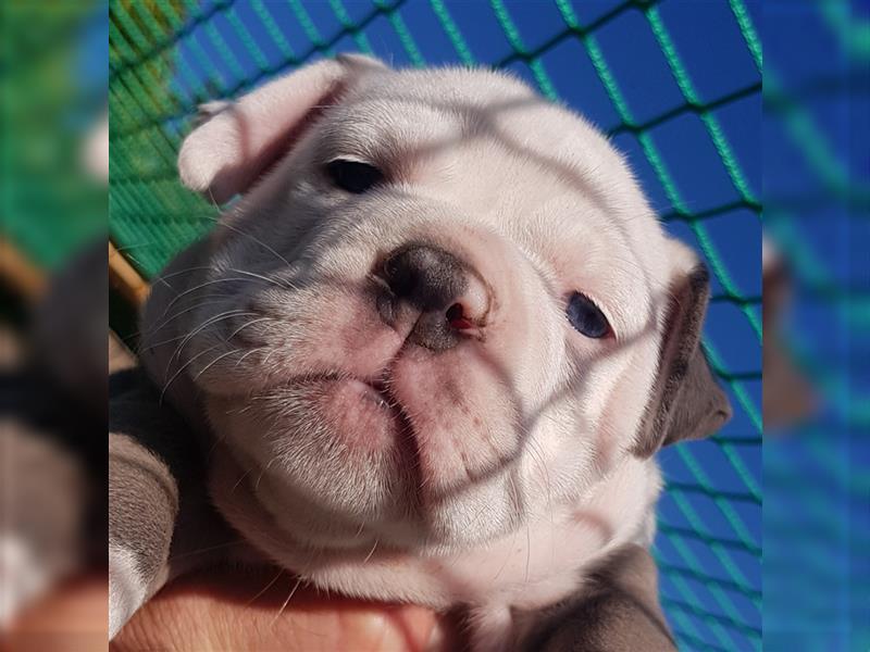 of Mystery Bulldogs" EIRENE "