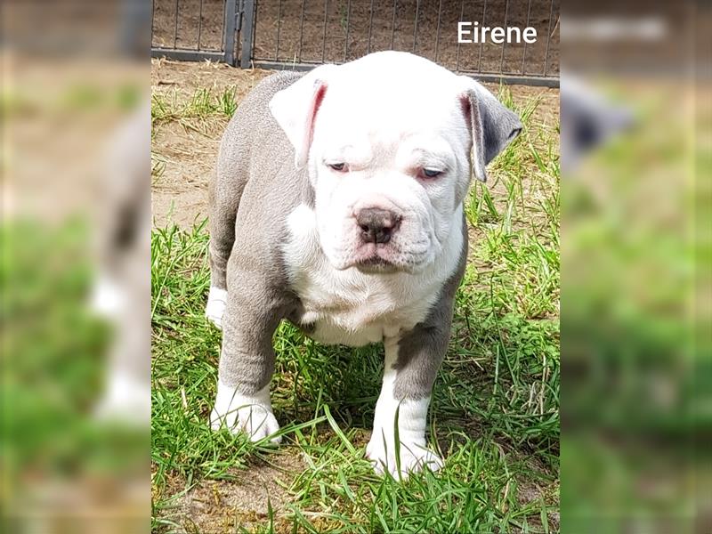 of Mystery Bulldogs" EIRENE "