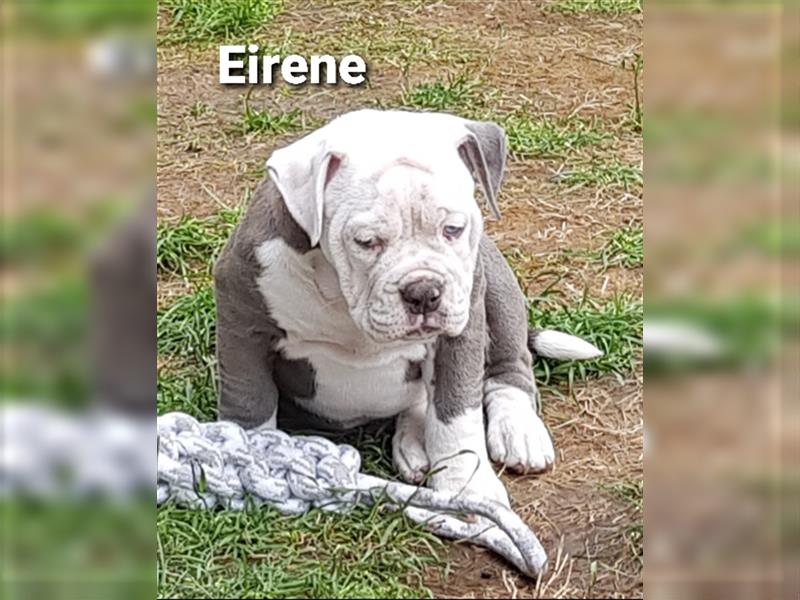 of Mystery Bulldogs" EIRENE "