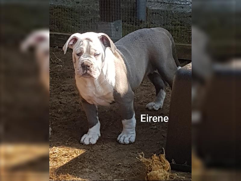 of Mystery Bulldogs" EIRENE "