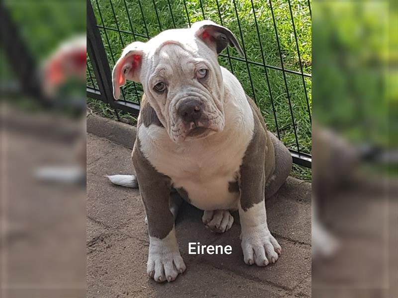 of Mystery Bulldogs" EIRENE "