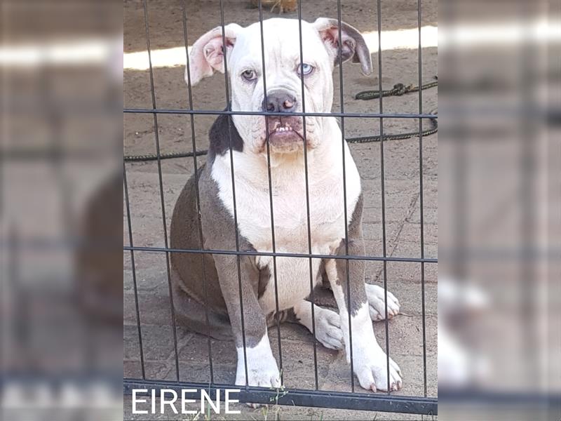 of Mystery Bulldogs" EIRENE "