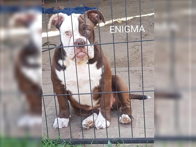 of Mystery Bulldogs "ENIGMA"