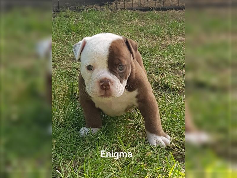 of Mystery Bulldogs "ENIGMA"