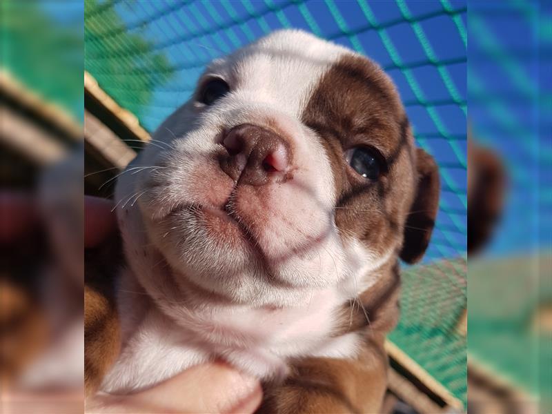 of Mystery Bulldogs "ENIGMA"