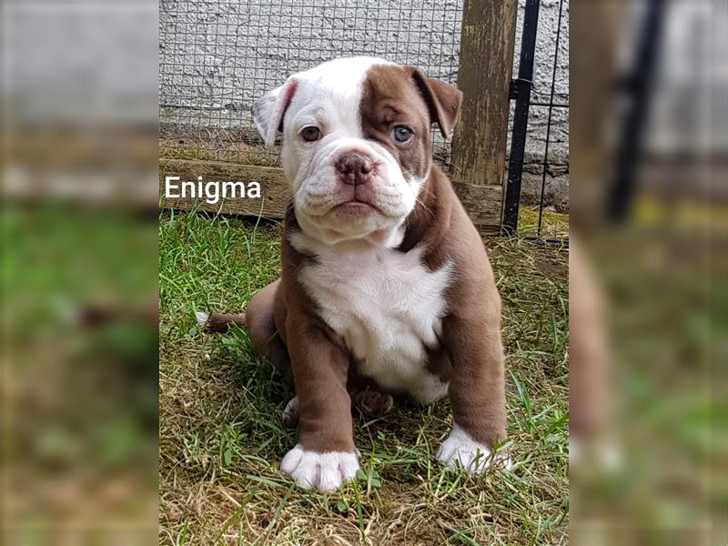 of Mystery Bulldogs "ENIGMA"