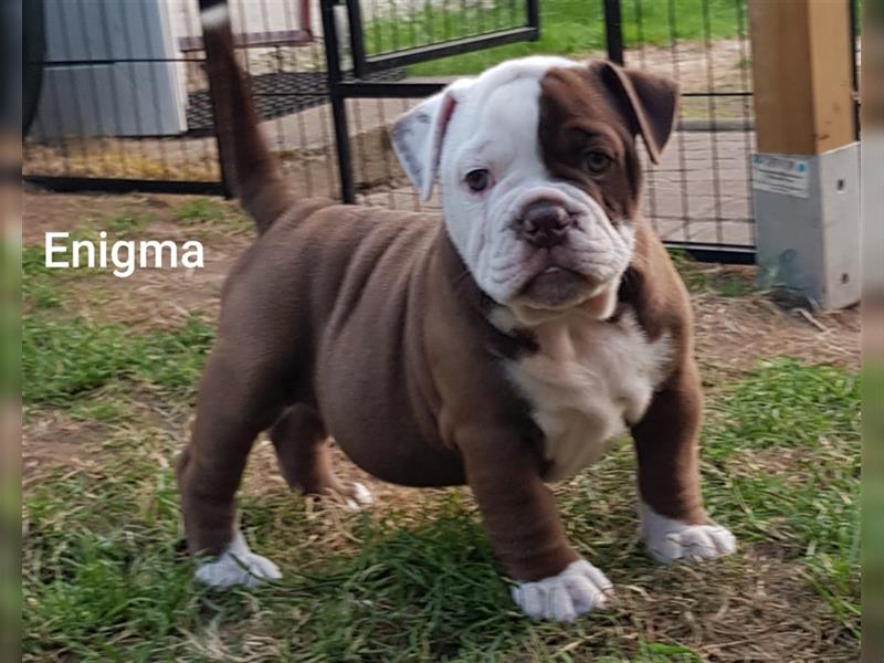 of Mystery Bulldogs "ENIGMA"