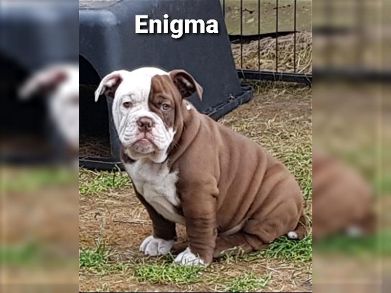 of Mystery Bulldogs "ENIGMA"