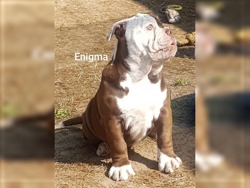 of Mystery Bulldogs "ENIGMA"