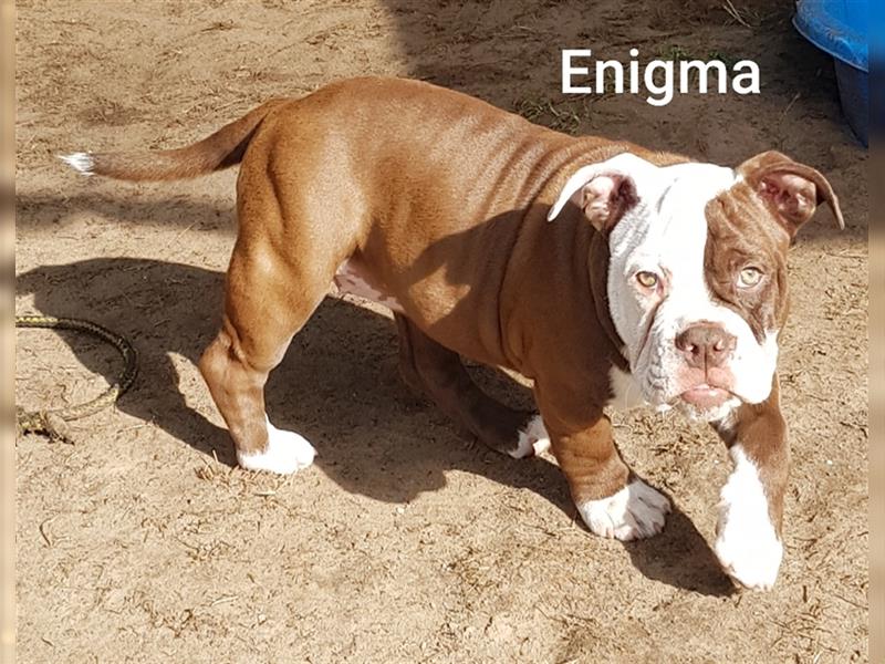 of Mystery Bulldogs "ENIGMA"