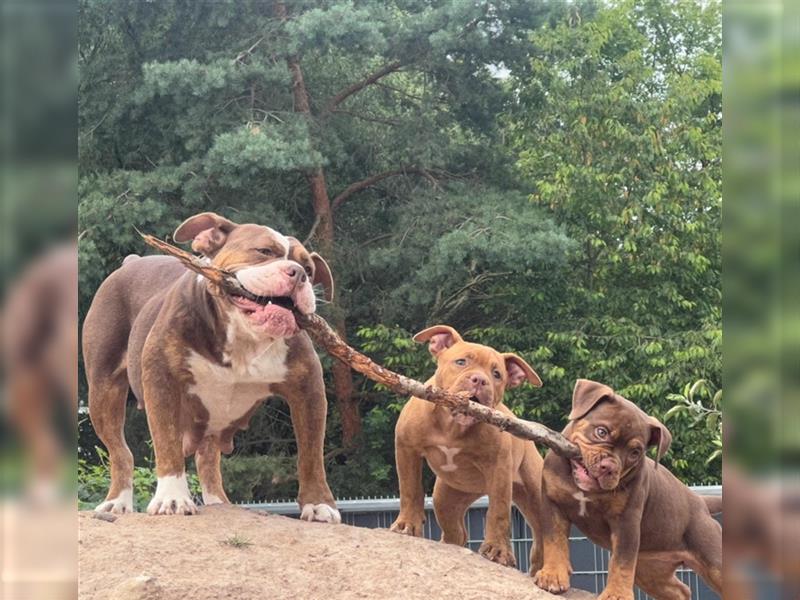 *Abgabebereit* Traumhafte OEB Old English Bulldog Hündin Welpe mit Ahnentafel!!!