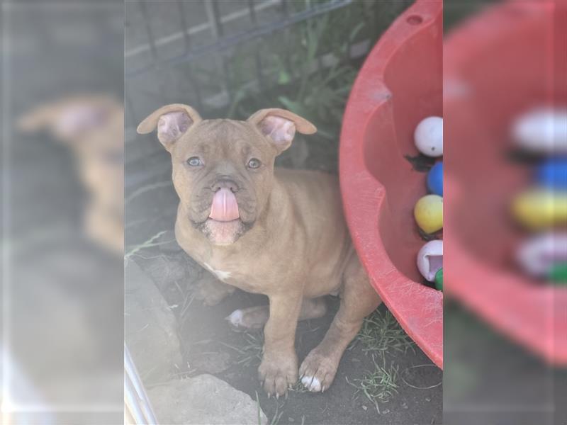 *Abgabebereit* Traumhafte OEB Old English Bulldog Hündin Welpe mit Ahnentafel!!!