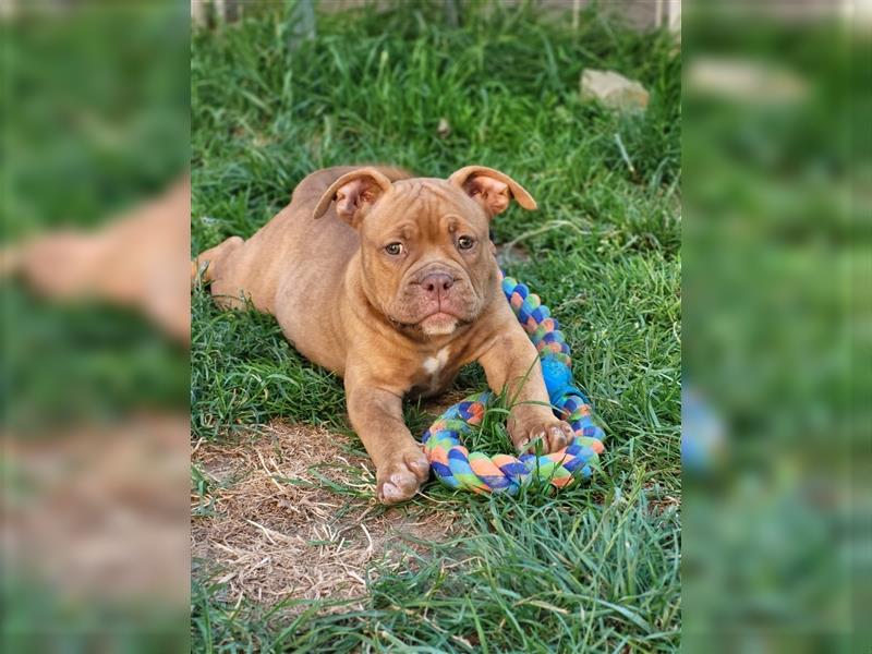 *Abgabebereit* Traumhafte OEB Old English Bulldog Hündin Welpe mit Ahnentafel!!!