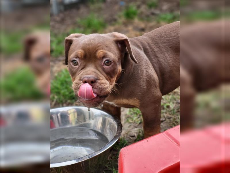 *Abgabebereit* Traumhafte OEB Old English Bulldog Hündin Welpe mit Ahnentafel!!!