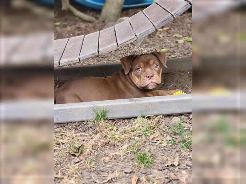 *Abgabebereit* Traumhafte OEB Old English Bulldog Hündin Welpe mit Ahnentafel!!!