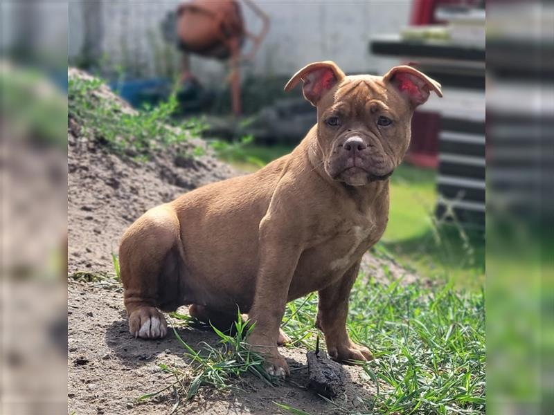 *Abgabebereit* Traumhafte OEB Old English Bulldog Hündin Welpe mit Ahnentafel!!!