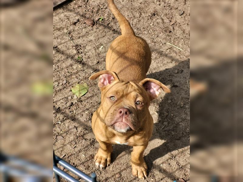 *Abgabebereit*  Süße OEB Old English Bulldog Hündin Cleo Welpe mit Ahnentafel!!!