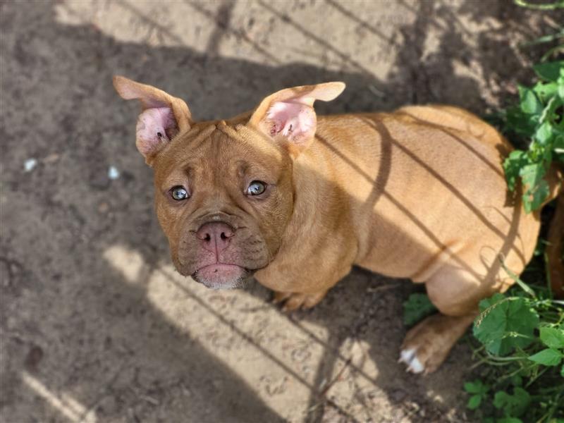 *Abgabebereit*  Süße OEB Old English Bulldog Hündin Cleo Welpe mit Ahnentafel!!!