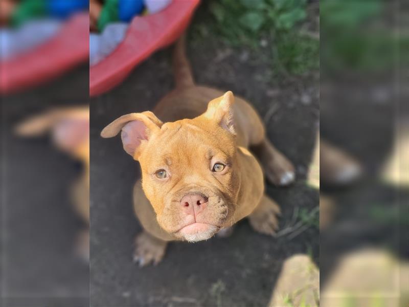 *Abgabebereit*  Süße OEB Old English Bulldog Hündin Cleo Welpe mit Ahnentafel!!!