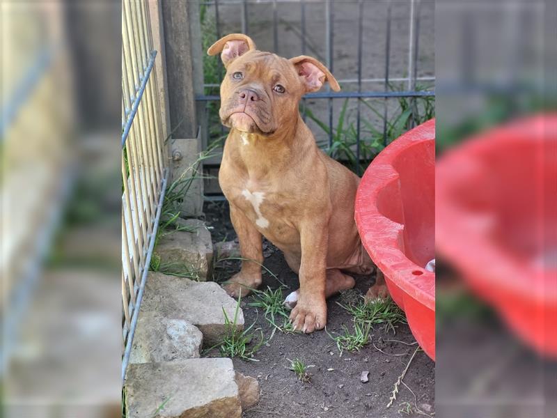 *Abgabebereit*  Süße OEB Old English Bulldog Hündin Cleo Welpe mit Ahnentafel!!!