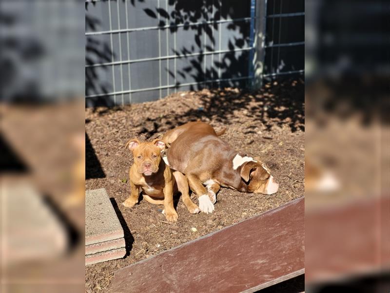 *Abgabebereit*  Süße OEB Old English Bulldog Hündin Cleo Welpe mit Ahnentafel!!!