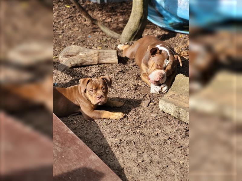 *Abgabebereit*  Süße OEB Old English Bulldog Hündin Cleo Welpe mit Ahnentafel!!!