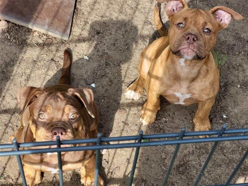 *Abgabebereit*  Süße OEB Old English Bulldog Hündin Cleo Welpe mit Ahnentafel!!!