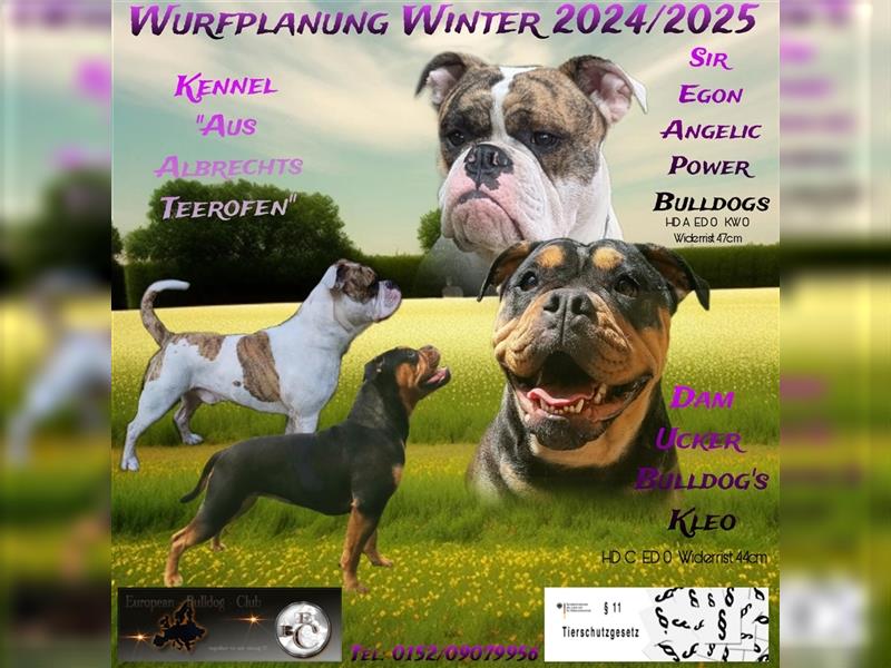 Old English Bulldog Wurfplanung Welpen